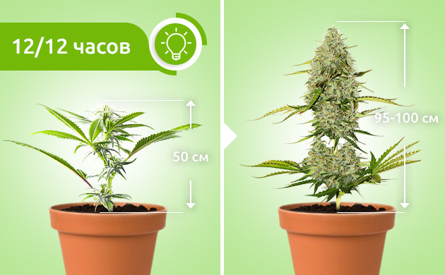 Рост растения с переходом на цветение