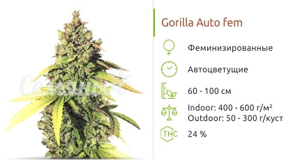 Gorilla Auto от сидбанка Семяныч