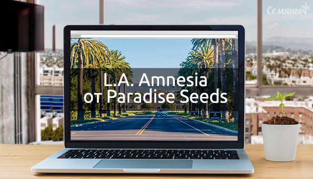 Гроурепорт сорта L.A. Amnesia от Paradise Seeds