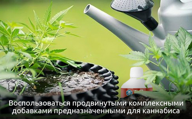 Что делать при дефиците молибдена у каннабиса