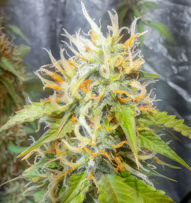 Куст Wedding Cake Auto на 10 неделе выращивания