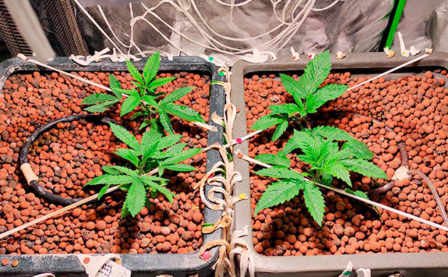 пересадка в горшки гидропонной установки