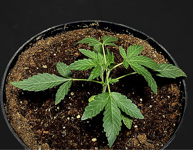 Ровный рост во вторую неделю