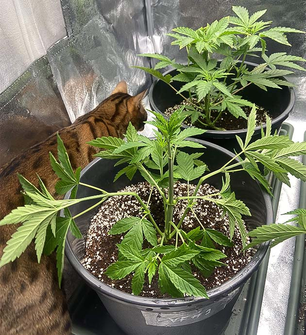 Удаление лишних листьев и суперкроппинг Vanilla Frosting