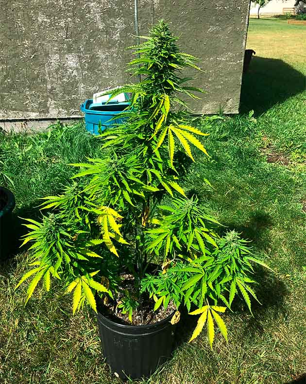 Куст каннабиса с желтыми листьями
