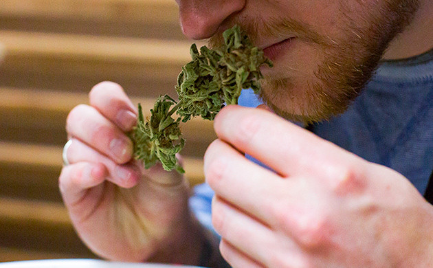 Определение качества соцветий по запаху