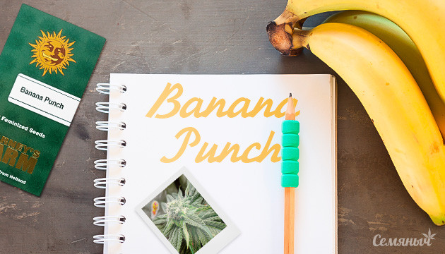 Banana Punch: опыт выращивания генетики