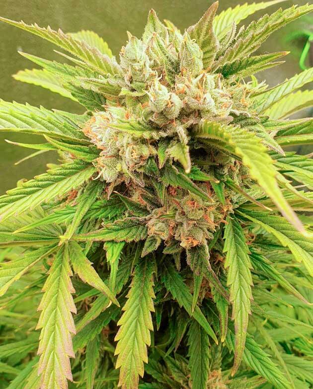 Куст Hellfire OG Auto на 12 неделе выращивания