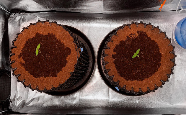 2 ростка Six Shooter Auto