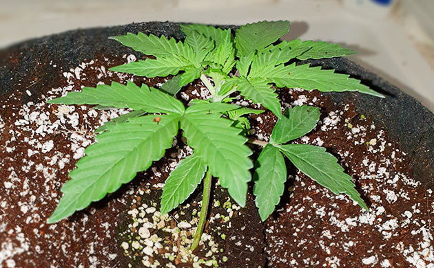 Росток конопли 20 литровом гроубэге