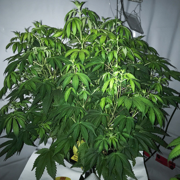 Вянущие листья конопли