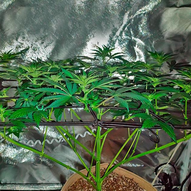 7 неделя сорта Keepers OG Autoflower 