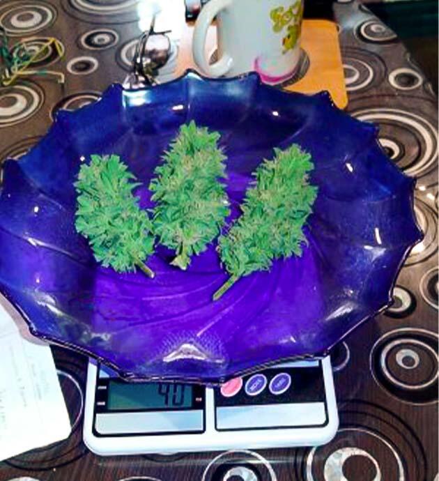 Собранные шишки конопли