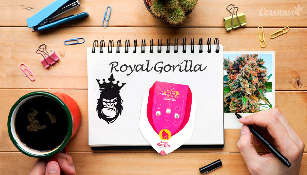 Гроурепорт сорта марихуаны Royal Gorilla