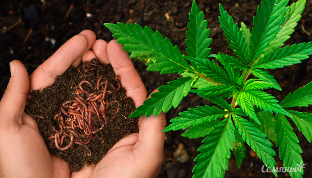 Плюсы и минусы добавок для живой почвы