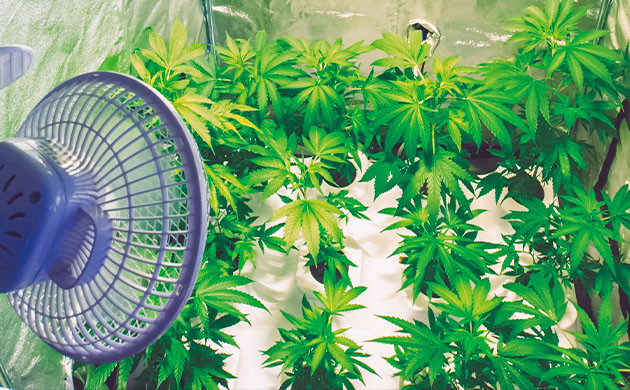 Циркуляция воздуха для саженцев конопли