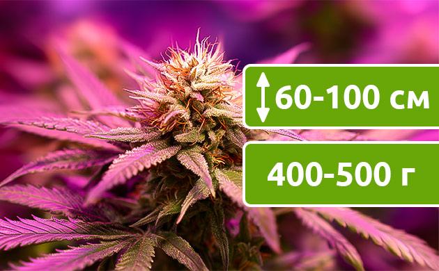 Выращивание в помещении