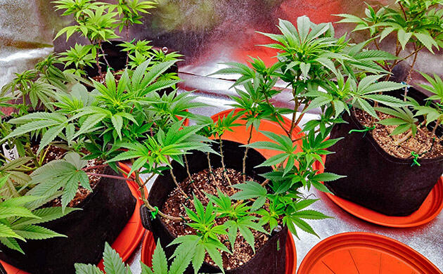 Кусты Biscotti Mintz от Barney's Farm на 12 неделе