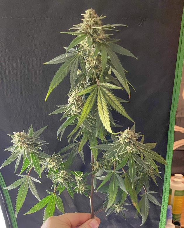 Blueberry Muffin: поддержка веток