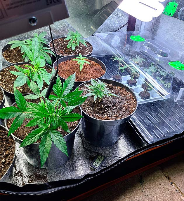 Общее фото всех растений в гроубоксе