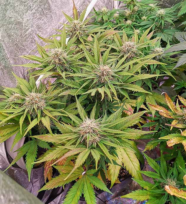 Последствия неконтролируемого pH для растений