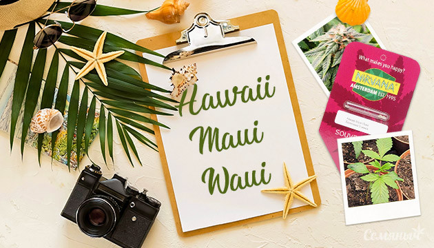 Выращивание сорта Hawaii Maui Waui