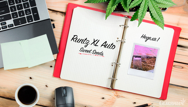 Гроурепорт сорта конопли Runtz XL Auto