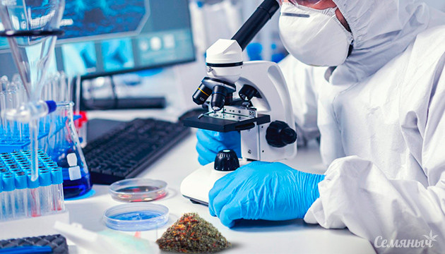 Проблема доступности качественного каннабиса