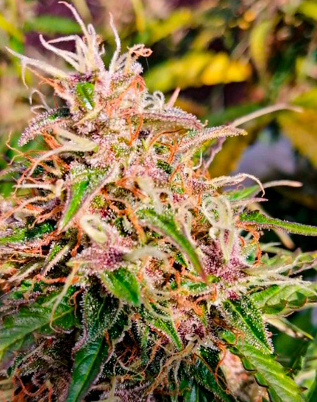 Куст конопли Original Auto Skunk на 11 неделе выращивания