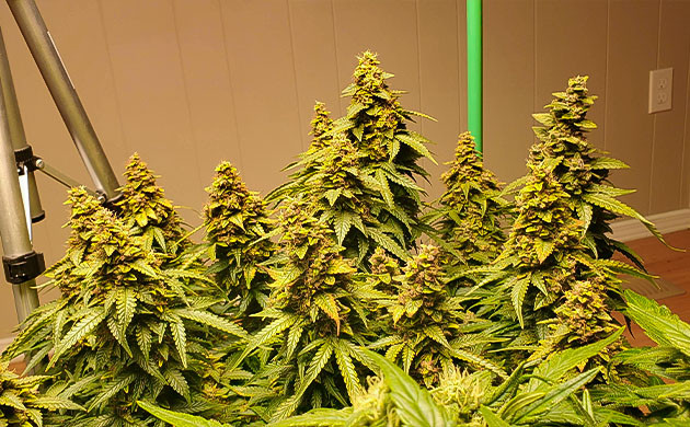 Большие соцветия на верхушке куста