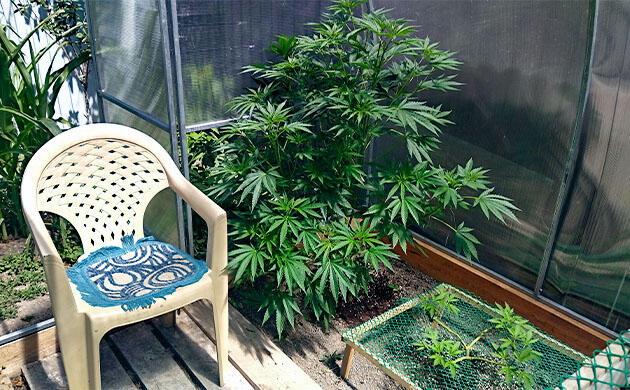 Каннабис после крайнего топпинга с 32 макушками