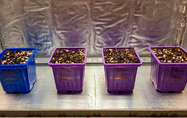 1 неделя роста конопли