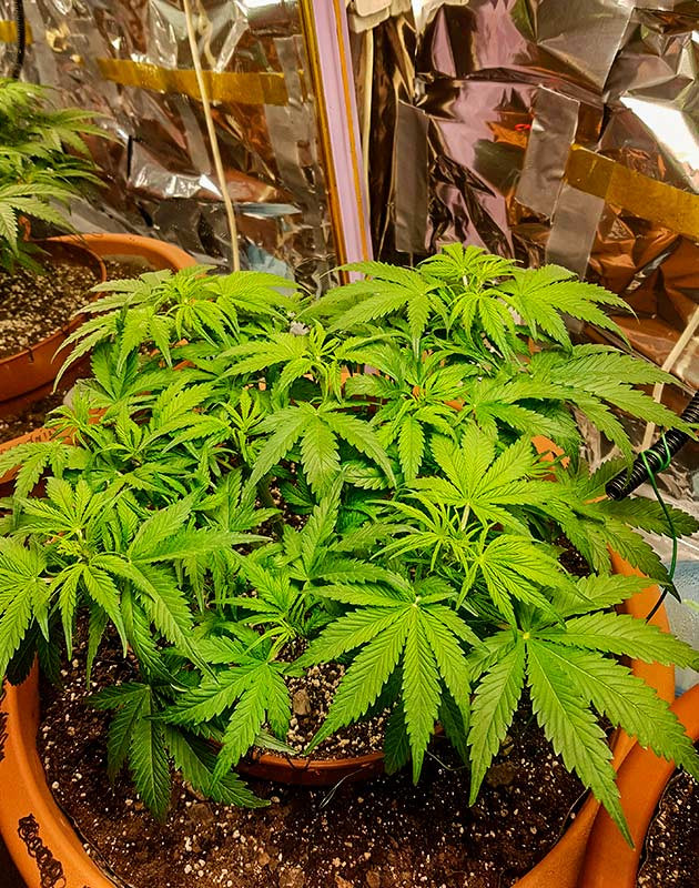 Тренировка растения Zkittlez Auto