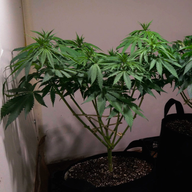 Куст на 8 неделе выращивания