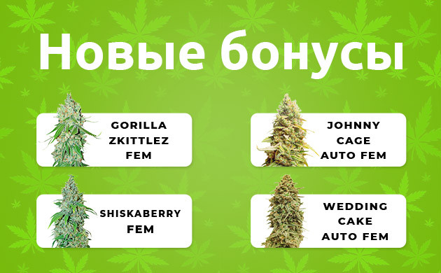 Четыре новых бонусных семени