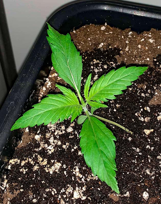 Росток Zkittles Auto от сидбанка Семяныч на 2 неделе