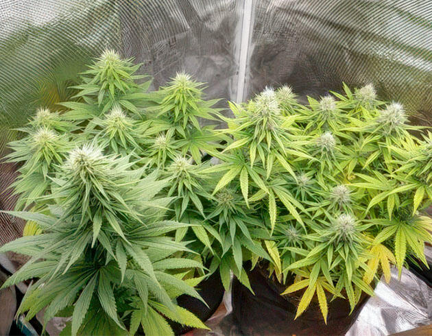 Сравнение сортов на этапе цветения Конопля на 9 - 10 неделе роста