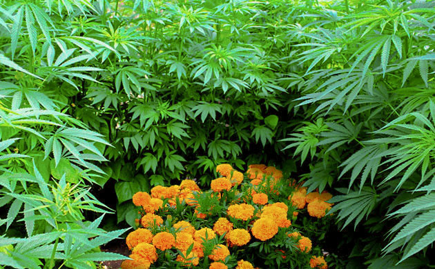 Привлечение божьих коровок для защиты сада