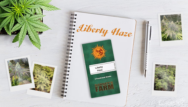 Выращивание сорта конопли Liberty Haze в индоре