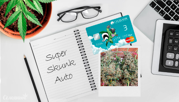 Гроурепорт сорта марихуаны Auto Super Skunk fem от Семяныча