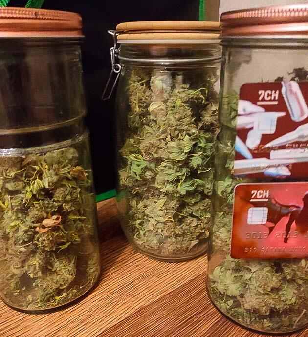 Харвест Black Widow