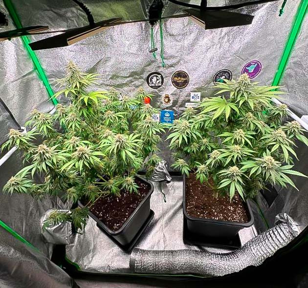 Кусты Biscotti Mintz от Barney's Farm на 13 неделе выращивания