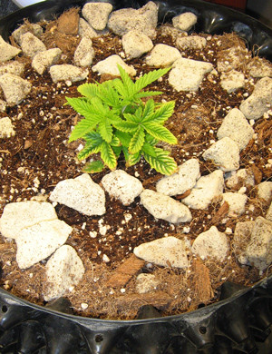 Росток с пожелтевшими краями листьев