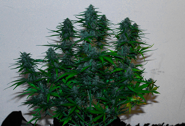 Большие соцветия покрывающие ветви