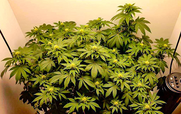 Застой роста: достигнута максимальная высота