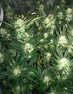 Цветение Gelato auto