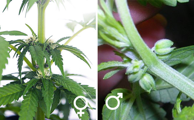 Формирование женских и мужских соцветий