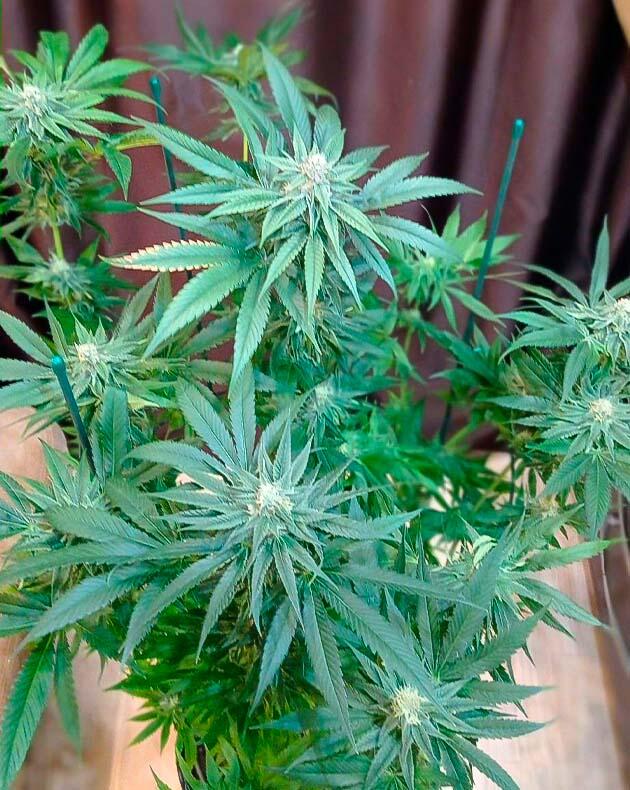 Куст Jealousy Kush от Seedkeepers ростом 140 см