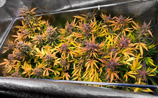 Созревшие кусты марихуаны Six Shooter Auto