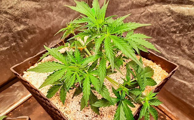 Стимуляция роста куста Johnny Cage Auto